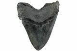 Huge, Fossil Megalodon Tooth - Thick, Heavy Tooth #223931-2